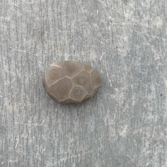 Petoskey stone - Picture 5 of 5